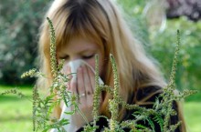 Аллергия на амброзию как лечить